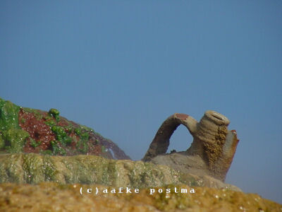 Click to See Next Image